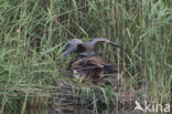 Purperreiger (Ardea purpurea) 