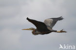 Purperreiger (Ardea purpurea) 