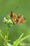 Lesser Marbled Fritillary (Brenthis ino)