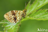 Lesser Marbled Fritillary (Brenthis ino)