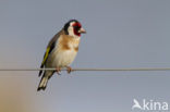 European Goldfinch (Carduelis carduelis)