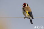 European Goldfinch (Carduelis carduelis)