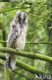 Long-eared Owl (Asio otus)