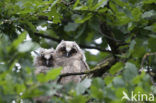 Long-eared Owl (Asio otus)