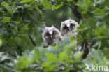 Long-eared Owl (Asio otus)