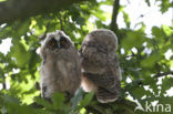 Long-eared Owl (Asio otus)