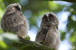 Long-eared Owl (Asio otus)