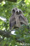 Long-eared Owl (Asio otus)