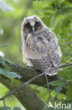 Long-eared Owl (Asio otus)