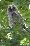 Long-eared Owl (Asio otus)