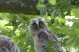 Long-eared Owl (Asio otus)