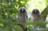 Long-eared Owl (Asio otus)