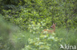 Roe Deer (Capreolus capreolus)