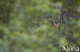 Roe Deer (Capreolus capreolus)