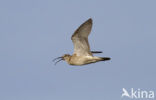 Whimbrel (Numenius phaeopus)