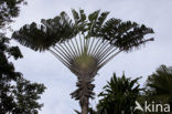 Reizigersboom (Ravenala madagascariensis)