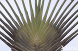 Reizigersboom (Ravenala madagascariensis)