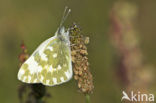 Resedawitje (Pontia daplidice)