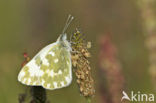 Resedawitje (Pontia daplidice)