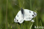 Resedawitje (Pontia daplidice)