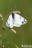 Resedawitje (Pontia daplidice)