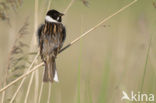 Reed Bunting (Emberiza schoeniclus)