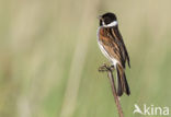 Reed Bunting (Emberiza schoeniclus)