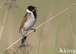Reed Bunting (Emberiza schoeniclus)