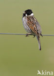 Reed Bunting (Emberiza schoeniclus)