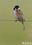 Rietgors (Emberiza schoeniclus)