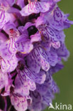 Southern Marsh-orchid (Dactylorhiza praetermissa)