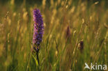 Southern Marsh-orchid (Dactylorhiza praetermissa)