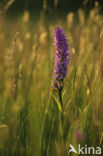 Southern Marsh-orchid (Dactylorhiza praetermissa)