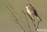 Rietzanger (Acrocephalus schoenobaenus)