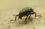 Riolus subviolaceus