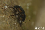 Riolus subviolaceus