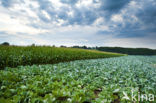 Wild Cabbage (Brassica oleracea oleracea)