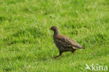 Red-legged Partridge (Alectoris rufa)