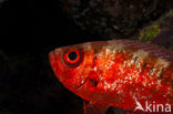 Blotcheye soldierfish (Myripristis murdjan)