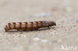 Red Chestnut (Cerastis rubricosa)