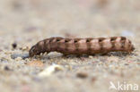 Red Chestnut (Cerastis rubricosa)