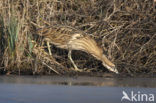 Bittern (Botaurus stellaris)