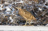 Bittern (Botaurus stellaris)