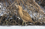 Bittern (Botaurus stellaris)