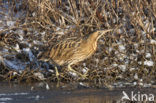 Bittern (Botaurus stellaris)