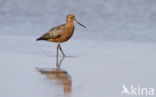 Bar-tailed Godwit (Limosa lapponica)