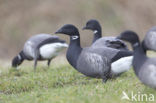 Rotgans (Branta bernicla)