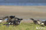 Rotgans (Branta bernicla)