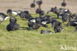 Rotgans (Branta bernicla)