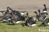 Rotgans (Branta bernicla)